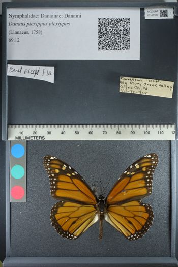Media type: image;   Entomology 165377